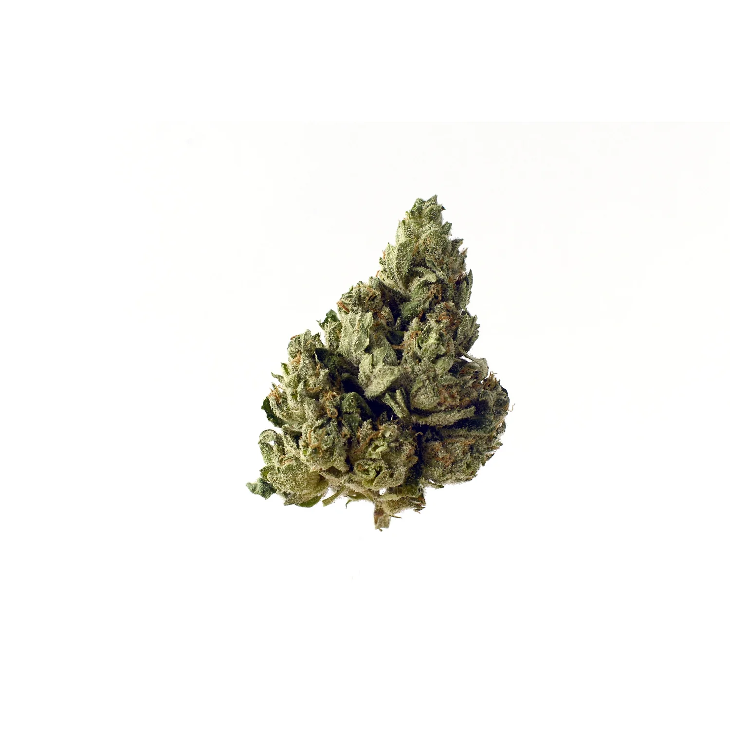 Amsterdam Genetics Choco Kush Auto feminisiert