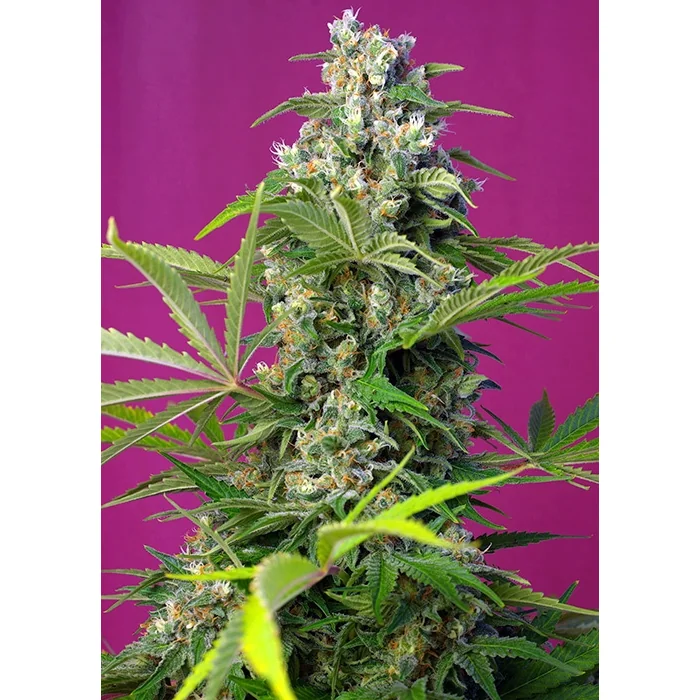 Sweet Seeds Gorilla Girl feminisiert