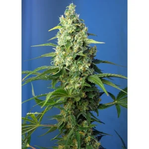 Sweet Seeds Honey Peach CBD Auto feminisiert