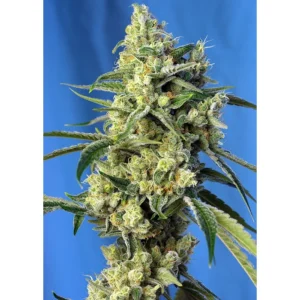 Sweet Seeds Sweet Amnesia Haze feminisiert