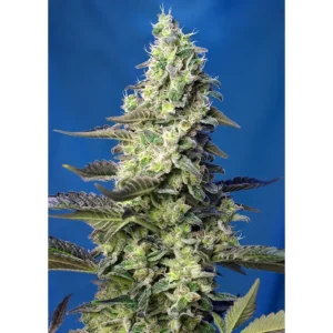 Sweet Seeds Green Poison XL Auto feminisiert