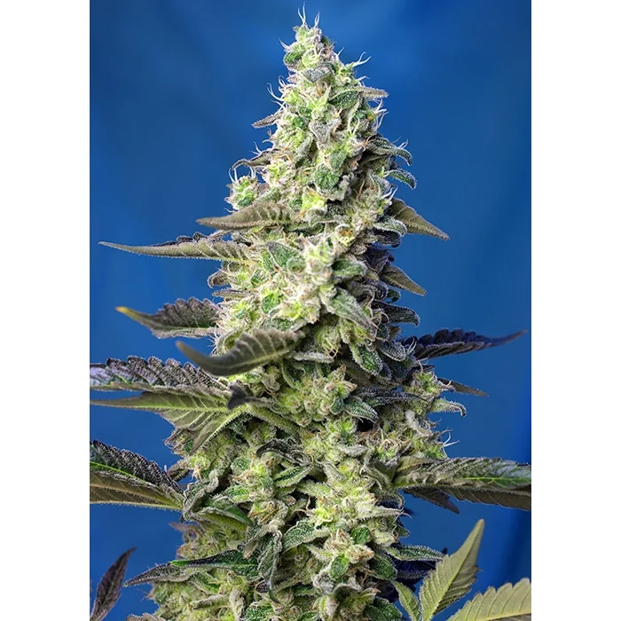 Sweet Seeds Green Poison XL Auto feminisiert