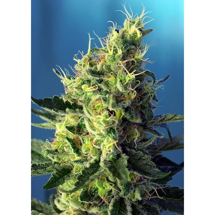 Sweet Seeds Sweet Pure CBD feminisiert