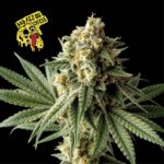 Seedsman Badazz OG Cheese feminisiert