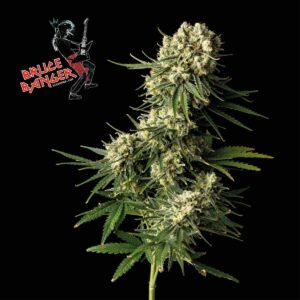 Seedsman Bruce Banger feminisiert