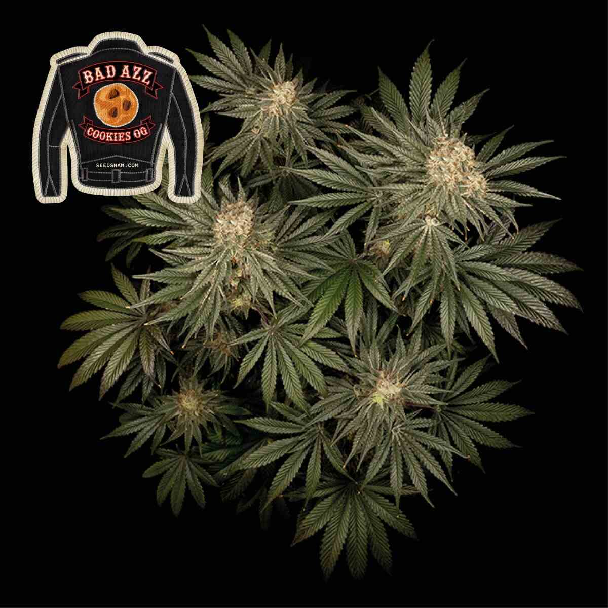 Seedsman Badazz Cookies OG feminisiert