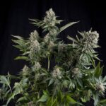 Pyramid Seeds White Widow CBD feminisiert