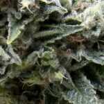 Pyramid Seeds New York City CBD Auto feminisiert