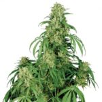 Buddha Seeds Calamity Jane Auto feminisiert