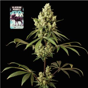 Seedsman Alaskan Purple feminisiert
