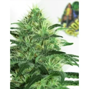 Ripper Seeds Sideral feminisiert