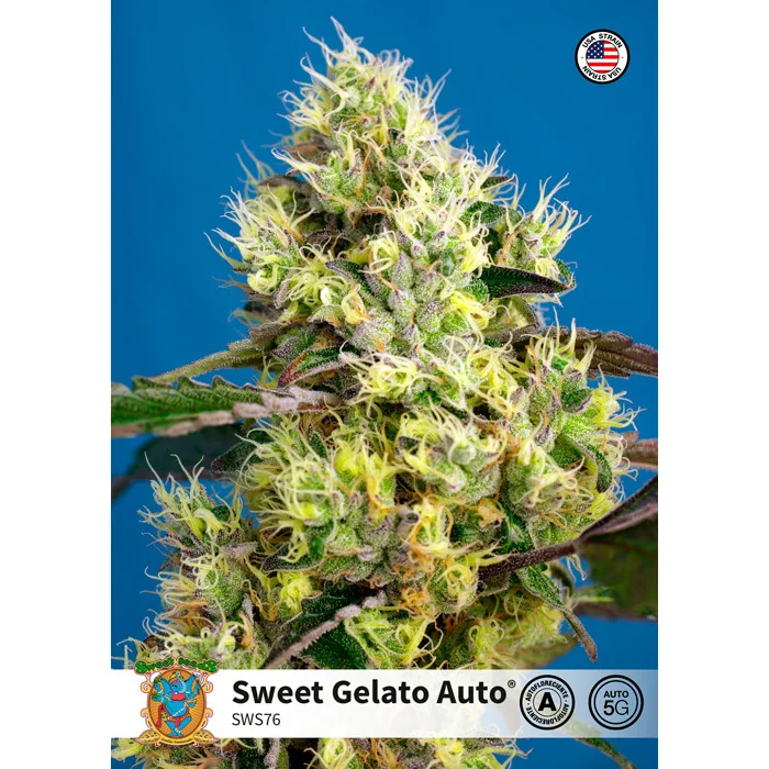Sweet Seeds Sweet Gelato Auto feminisiert