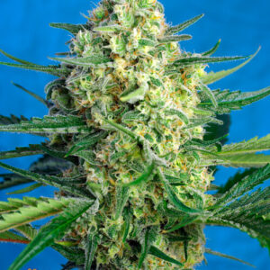 Sweet Seeds Jack 47 XL Auto feminisiert