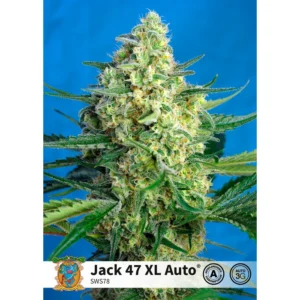 Sweet Seeds Jack 47 XL Auto feminisiert