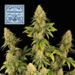 Seedsman Doctor Seedsman CBD 30:1 feminisiert