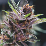 Pyramid Seeds Black Cherry Punch feminisiert