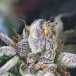 Pyramid Seeds Cookies USA feminisiert