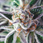 Pyramid Seeds Do Si Dos feminisiert