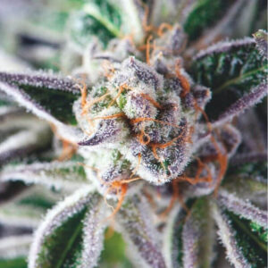 Pyramid Seeds Do Si Dos feminisiert