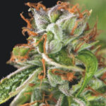 Pyramid Seeds Double OG Haze feminisiert