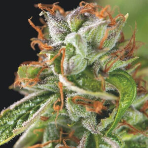 Pyramid Seeds Double OG Haze feminisiert