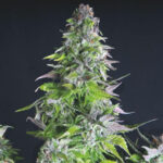 Pyramid Seeds Romulan feminisiert