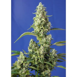 Sweet Seeds Gorilla Girl XL Auto feminisiert