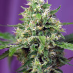 Sweet Seeds Sweet Amnesia Haze XL Auto feminisiert