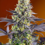 Sweet Seeds Sweet Zenzation (formerly Sweet Zkittlez) feminisiert