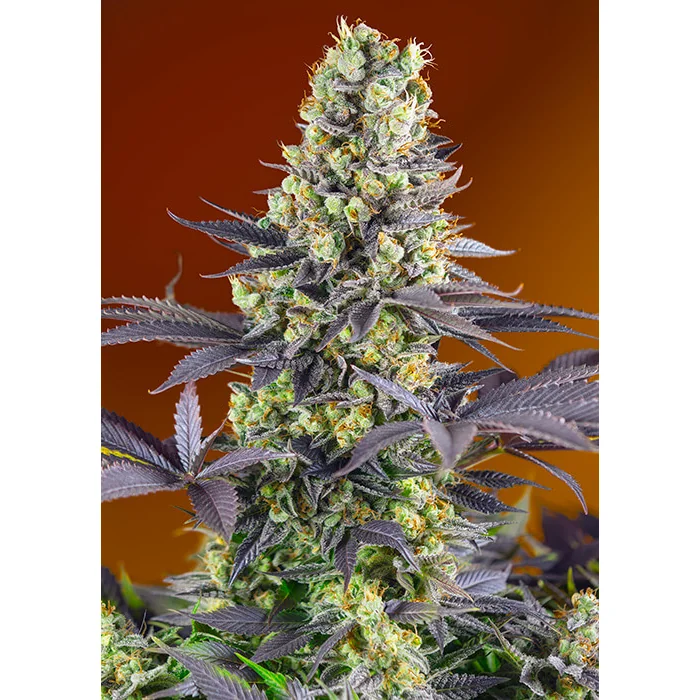 Sweet Seeds Sweet Zenzation (formerly Sweet Zkittlez) feminisiert