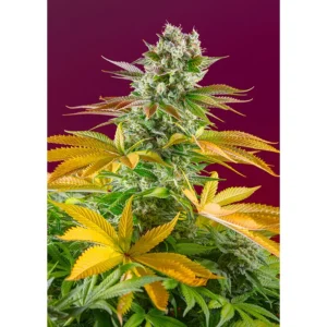 Sweet Seeds Gorilla Girl F1 FAST feminisiert