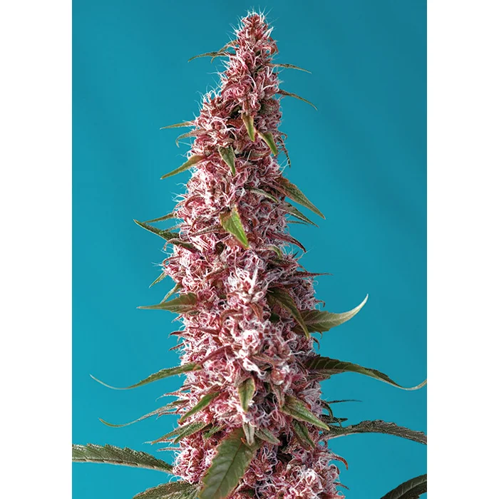 Sweet Seeds Red Pure CBD Auto feminisiert