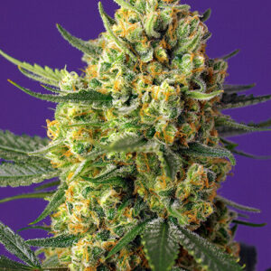 Sweet Seeds Crystal Candy XL Auto feminisiert