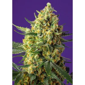 Sweet Seeds Crystal Candy XL Auto feminisiert