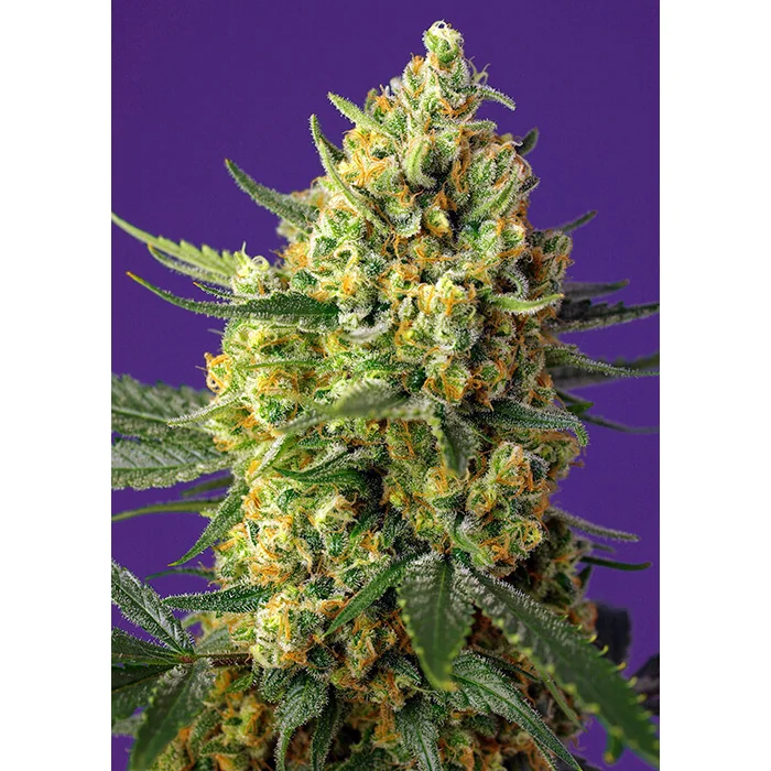 Sweet Seeds Crystal Candy XL Auto feminisiert