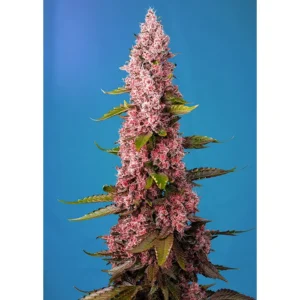 Sweet Seeds Red Hot Muffin (aka Cookies) feminisiert