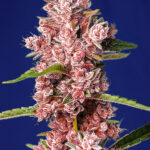 Sweet Seeds Tropicanna Poison F1 FAST feminisiert
