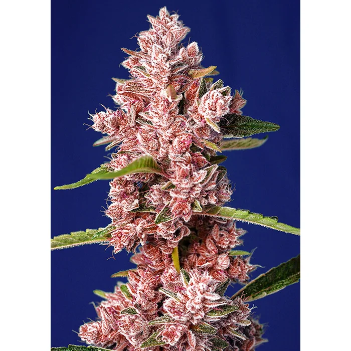 Sweet Seeds Tropicanna Poison F1 FAST feminisiert