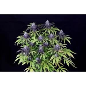 Seedsman Peyote Wi-Fi CBD 2:1 feminisiert