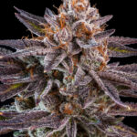 Ripper Seeds OMG feminisiert