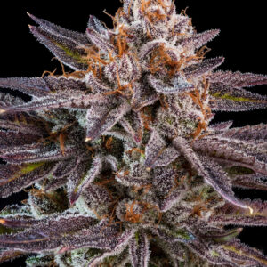 Ripper Seeds OMG feminisiert