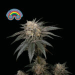 Seedsman Peyote Zkittlez feminisiert