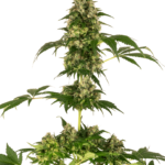Sensi Seeds Cobalt Haze feminisiert