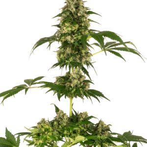 Sensi Seeds Cobalt Haze feminisiert