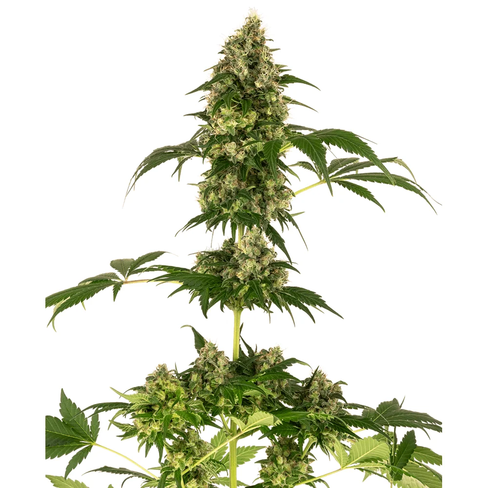 Sensi Seeds Cobalt Haze feminisiert