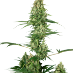Sensi Seeds Silver Fire feminisiert