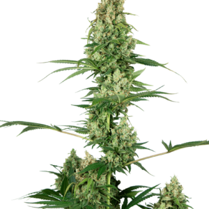 Sensi Seeds Silver Fire feminisiert