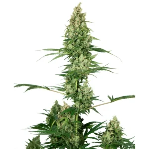 Sensi Seeds Silver Fire feminisiert