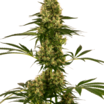 Sensi Seeds Blue Bullet Auto feminisiert