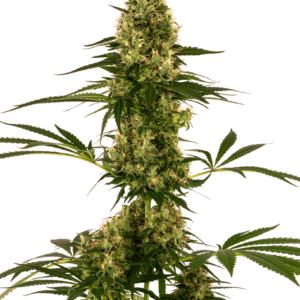 Sensi Seeds Blue Bullet Auto feminisiert